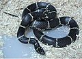 Lampropeltis getula getula