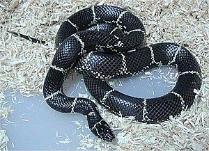 Lampropeltis getula getula.jpg