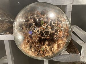 Leafcutter ants at the Gilder Center at AMNH