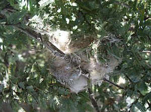 Lichenostomus penicillatus nest from side