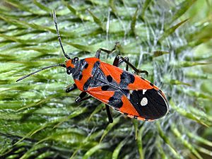 Lygaeidae - Lygaeus equestris-001.jpg