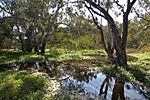 Macquarie Marshes healthy July 2008.jpg