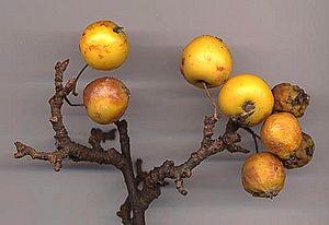 Malus fruit