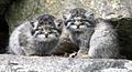 Manul kittens