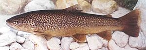 Marble trout from zadlaščica.jpg