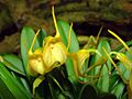 Masdevallia floribunda Orchi 03