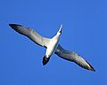 Masked Booby, Grand Turk, TC