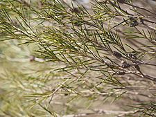 Melaleuca atroviridis (foliage and fruits)