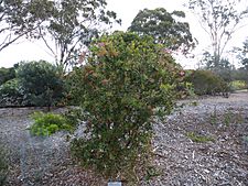 Melaleuca polandii