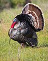 Meleagris gallopavo displaying at Deer Island Open Space Preserve