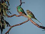 Mulga Parrot Currawinya.JPG