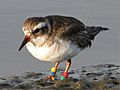 NZ Shore Plover