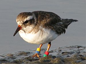 NZ Shore Plover