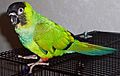 NandayConure-Jack