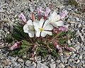 Oenothera caespitosa var marginata 4