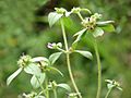 Osbeckia muralis at Kadavoor