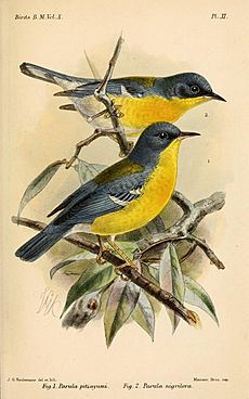 ParulaKeulemans