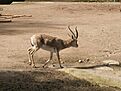 Persische Kropfgazelle Bock db.jpg