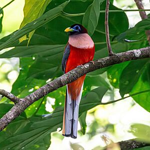 Philippine trogon.jpg