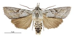 Physetica phricias male.jpg