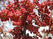 Pistacia palaestina blossom1.JPG