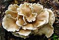 Pleurotus ostreatus 89284.jpg