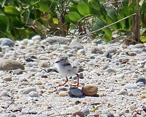 Plover Chick