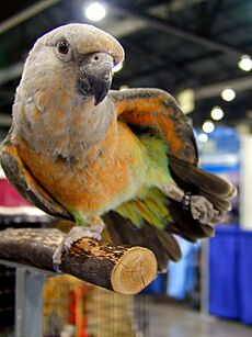 Poicephalus rufiventris (Juvenile male) -stretching-8a