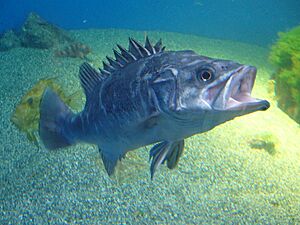 Polyprion americanus.002 - Aquarium Finisterrae