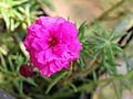 Portulaca flowers 01