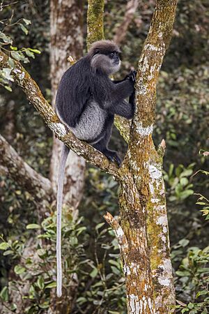 Purple-faced langur (Semnopithecus vetulus vetulus).jpg