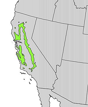 Quercus douglasii range map.jpg