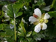 Rubus gunnianus flower