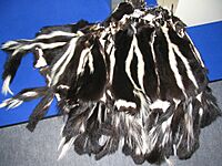 Skunks fur skins