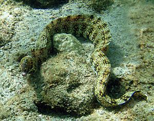 Snowflake moray in Kona.jpg