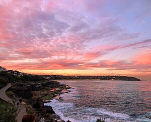 South Curl Curl Boardwalk