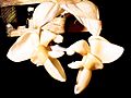 Stanhopea pulla Orchi 003