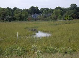 Tidal creek Woodbridge Marsh 2008.jpg