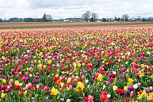 Tulipfarm