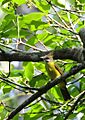 White-throated Bulbul (Alophoixus flaveolus) in tree, from front