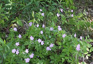 WildflowersBarnBluffMN