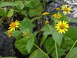 Wollastonia biflora