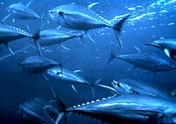 Yellowfin tuna nurp