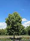 20140605Tilia cordata7.jpg