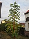 20180921Ailanthus altissima.jpg