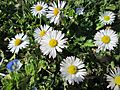 20190319 Bellis perennis 3