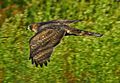 Accipiter gentilis Viladecans