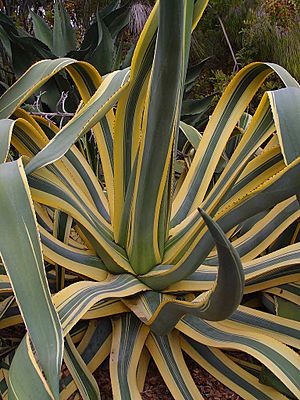 Agave americana74