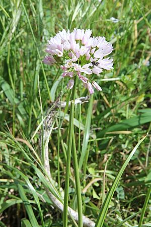 Allium trifoliatum pm.jpg