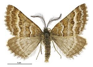 Aponotoreas villosa male.jpg